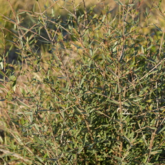 Phillyrea angustifolia