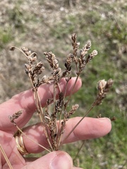 Verbena brasiliensis