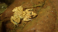 Limnonectes fujianensis