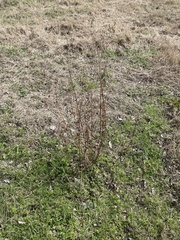 Verbena brasiliensis