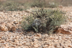 Ichthyaetus hemprichii