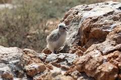 Ichthyaetus hemprichii
