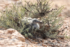 Ichthyaetus hemprichii