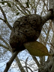 Callirhytis quercusbatatoides