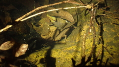 Paramesotriton hongkongensis