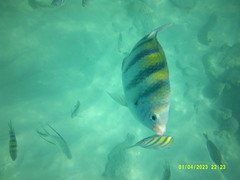 Trachinotus goodei