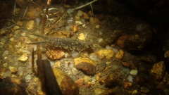 Heliocypha perforata