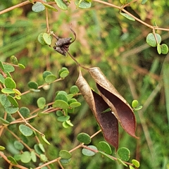 Bossiaea lenticularis