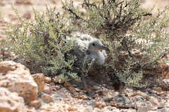 Ichthyaetus hemprichii