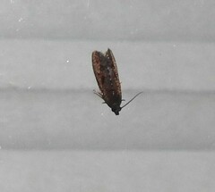 Cryptaspasma querula