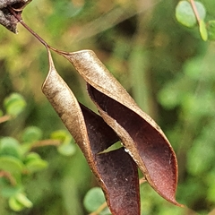 Bossiaea lenticularis