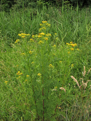 Jacobaea vulgaris dunensis