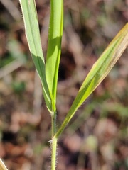 Brachypodium sylvaticum