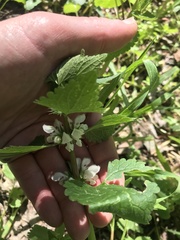 Lamium moschatum