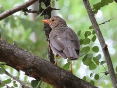Turdus libonyana