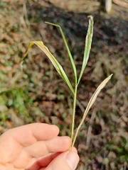 Brachypodium sylvaticum