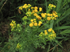 Jacobaea vulgaris dunensis