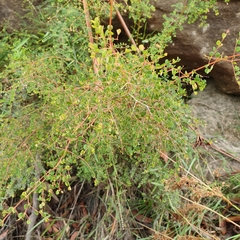 Bossiaea lenticularis