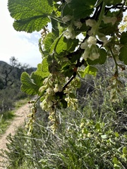 Ribes indecorum