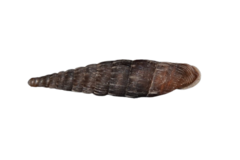 Laciniaria plicata