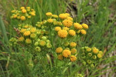 Jacobaea vulgaris dunensis