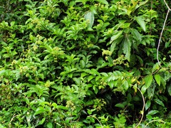 Heliotropium melanochaeta