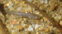 Paramesotriton hongkongensis