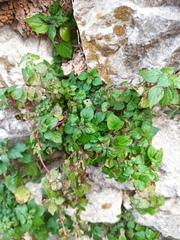 Parietaria judaica