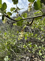 Ribes indecorum