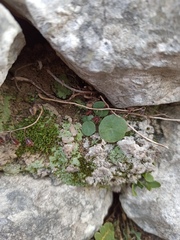 Umbilicus rupestris