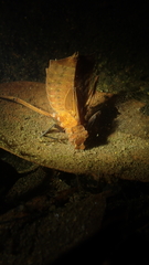 Sieboldius alexanderi