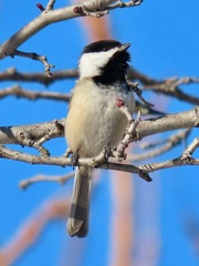 Poecile atricapillus