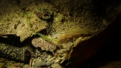 Oreonectes platycephalus