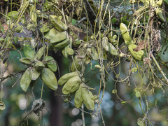 Dischidia major