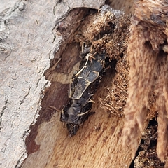 Pyractomena borealis