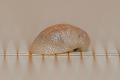 Capulus ungaricus
