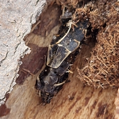 Pyractomena borealis