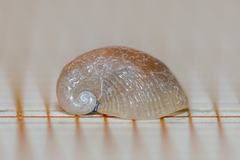 Capulus ungaricus