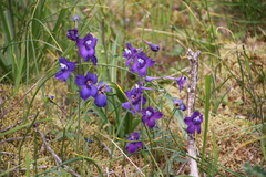 Delphinium menziesii