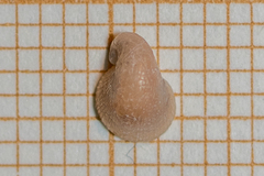 Capulus ungaricus