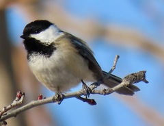Poecile atricapillus