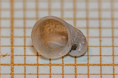 Capulus ungaricus
