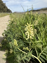 Astragalus pomonensis
