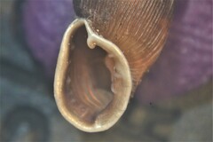 Laciniaria plicata