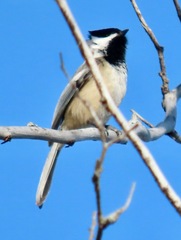 Poecile atricapillus