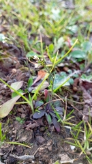 Arabidopsis thaliana