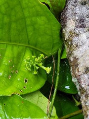 Helmontia leptantha