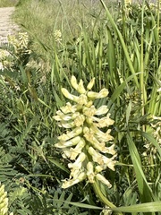 Astragalus pomonensis