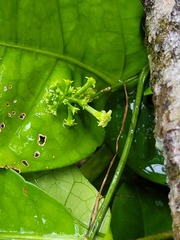 Helmontia leptantha