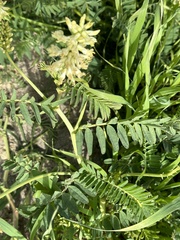 Astragalus pomonensis